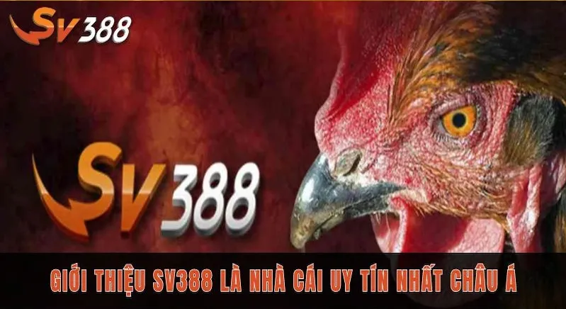 Giới thiệu SV388 đá gà trực tuyến đẳng cấp năm 2025