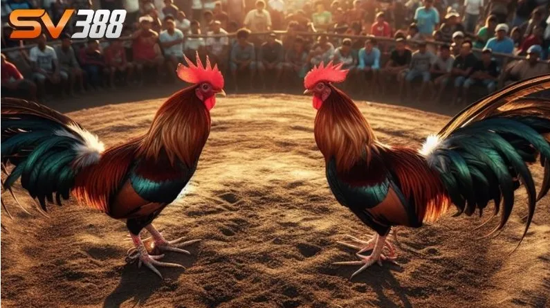 Tại sao nên chơi đá gà trực tuyến SV388?