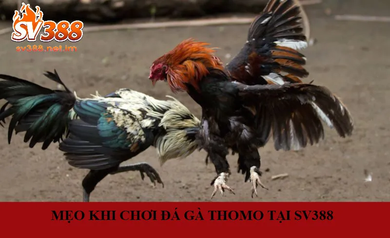 Mẹo Tăng Cơ Hội Thắng Khi Chơi SV388 Đá Gà Thomo