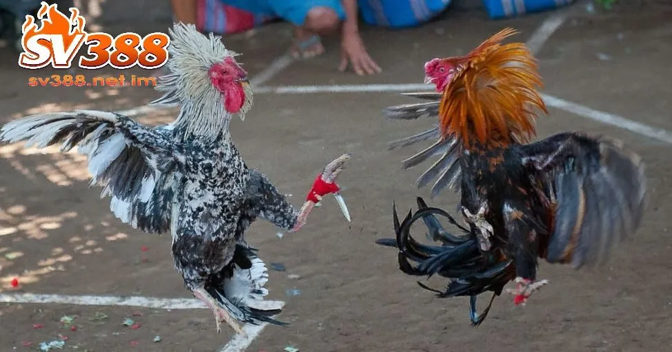 Tổng hợp video đá gà hàng ngày